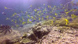 School of Yellowtail Fusilier Aborek Jetty Raja Ampat HD [upl. by Grane]