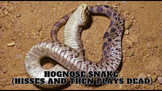 Hognose Snake Hisses and then plays dead [upl. by Zwart]