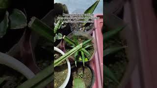 Sansevieria Leaf Propagation sansevieria plantpropagation houseplants leafpropagation garden [upl. by Kcyred]