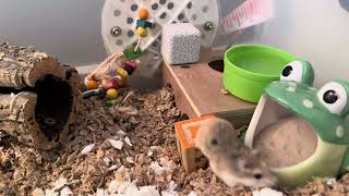 Roborovski dwarf hamster explores new home Meet Punkin [upl. by Lirbij]