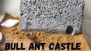 REHOMING MY BULL ANT QUEEN Myrmecia nigrocincta [upl. by Marcile753]