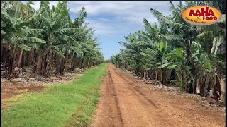 Queensland Banana Farm in Australia [upl. by Bollay]