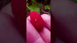 Tasty treats from nature Thimbleberry Berries Harvest [upl. by Giacomo100]