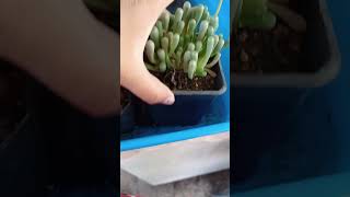 hidratación de fenestraria 🌻☺️fenestraria ccactusuculentas floracion suculentas hidratacion [upl. by Rehteh]