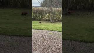 Pheasants in the yard 4 birds pheasant nature wildlife animals peacock pheasants bird [upl. by Styles]