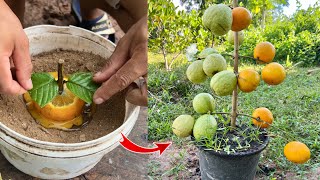 An easy way to propagate guava tree in orange fruit with duck eggs to get more fruit quickly [upl. by Ayek]