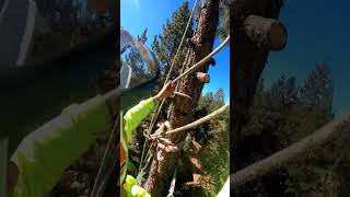 Just send it laketahoe california treeclimbing treeremoval shorts [upl. by Ecyned202]