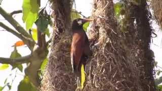 Montezuma Oropendola Psarocolius montezuma Parental Care Research [upl. by Thurlough631]