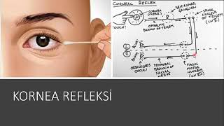 Kornea Refleksi  Corneal Reflex [upl. by Sabba]