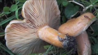 Lactarius deterrimus  Conoscere i funghi 25102016 [upl. by Fasto]