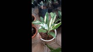 Spathiphyllum wallisii variegata Peace Lily varigata [upl. by Ahcire]