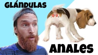 GLÁNDULAS ANALES perros4 SÍNTOMAS [upl. by Nnaarual385]