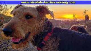 Arizona Larger Airedale Terriers [upl. by Eicirtap219]