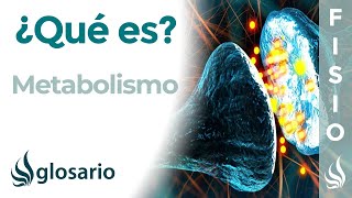 METABOLISMO  Qué es cómo se produce qué sistemas intervienes e importancia para el organismo [upl. by Petit]