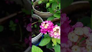 Lantana  conociendo las plantas vivero NASE [upl. by Eenattirb]