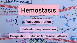 Hemostasis  Vasoconstriction  Platelets Plug Formation  Coagulation [upl. by Noryv]