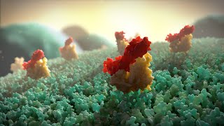 Antibacterial  MOA Animation [upl. by Pippo65]