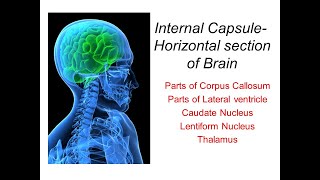 9 Internal Capsule Horizontal Section of Brain [upl. by Cale]