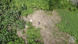 Citronella Demo Farm  Lopez Quezon [upl. by Ilka46]