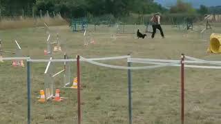 VDH Shelties vom Ponyhügel Hermine beim Agility Training [upl. by Neelhtak]