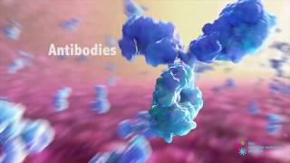 How do Antibodies Work [upl. by Barbara]