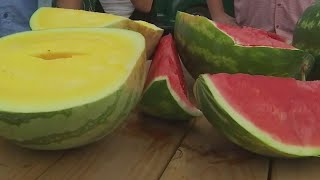 Lulings Watermelon Thump returns  FOX 7 Austin [upl. by Scoter990]