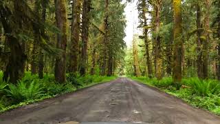 Driving Through The Hoh Rainforest [upl. by Schott418]