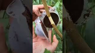 Effective methods for plant propagation plants pruning garden gardeningplants bougainville [upl. by Alina]