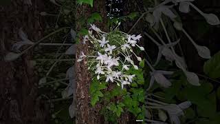 ปีบ กาสะลอง  Indian cork tree [upl. by Ahsineb]