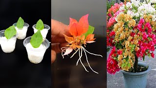 How to grow bougainvillea plant at home from leaves  Water propagation for gardening [upl. by Ogaitnas644]