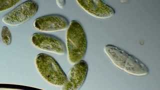 Paramecium bursaria [upl. by Power306]