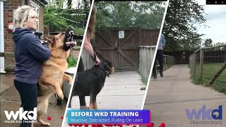 Online Dog Training Courses available WKD ONLINE DOG TRAINING FREE 7 DAY FOUNDATION COURSE [upl. by Ahsak]