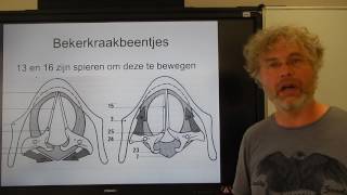 Biologie HV OB De Stembanden en het strottenhoofd [upl. by Frants]