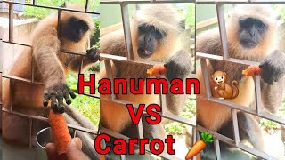 Hanuman 🐒 VS Carrot 🥕 [upl. by Dick768]