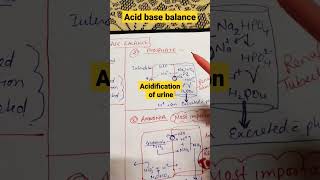 Acid base balanceacidification of urineshorts physiology mbbs [upl. by Merriott]