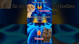 Hashimoto thyroiditis pathogenesis  mbbs medicine catmemes [upl. by Kcyrred]