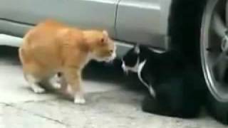 This Cat Betrayed His girlfriend crazy funny video [upl. by Ewold]