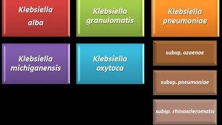 Dominio Bacteria Phylum Proteobacteria 27  Gammaproteobacteria  Enterobacteriaceae Klebsiella [upl. by Lraed]