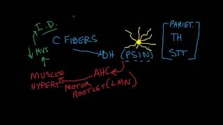 Nociception 2 of 4 CFibers and Motor Effects [upl. by Leslee313]