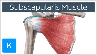 Subscapularis Muscle  Origin Insertion Innervation amp Action  Human Anatomy  Kenhub [upl. by Garson923]