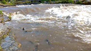 Fishing in Port Hope Salmon Run  Ganaraska River [upl. by Jehoash]