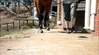 3 year old Warmblood diagnosed with Wobblers Syndrome Slow Motion Video Walk toward camera [upl. by Malha]