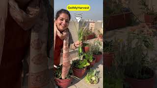 December ka Harvest from Terrace Garden  Itni badi Knol Knol  Karonda aur kya kya shorts [upl. by Sokram265]