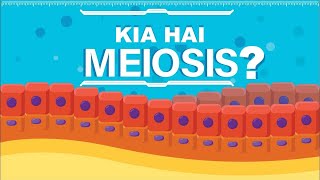 What is Meiosis  Meiosis Kia Hai UrduHindi [upl. by Anelej]