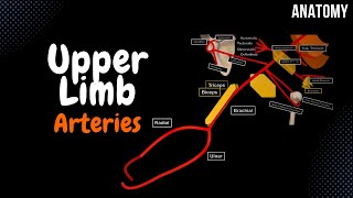 Arteries of the Upper Limb Branches Scheme [upl. by Kcirdled804]