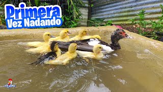 Los Patitos Bañando por Primera Vez 🦆 Después de 15 Días [upl. by Ailisec]