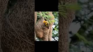 Tailor Birds build home and nest nature birds wildlife tailorbird nestbuilding animals [upl. by Nannaihr]