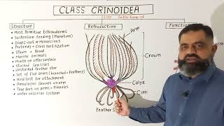 Class Crinoidea UrduHindi medium profmasoodfuzail Phylum Echinodermata  Sea lilies [upl. by Halette]