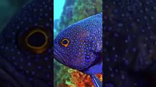 Marine Biologist Reveals Hidden Secrets of Underwater World fishing fish [upl. by Aglo]