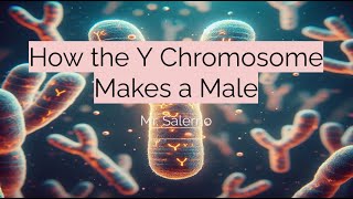 How the Y Chromosome Makes a Male [upl. by Inimod]